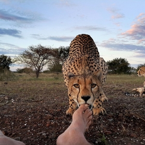 Detik Menakutkan Saat Cheetah Jilat Kaki Jurugambar