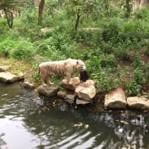 Harimau Larikan Beg Tangan Pengunjung Zoo!