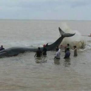 Penduduk Gempar, Ikan Paus Terdampar Di Pontian