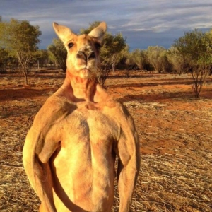 Roger, Kanggaru Berbadan Sado Jadi Viral Selalu Ke 'Gym'