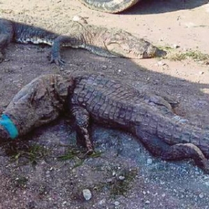 124 Buaya Mati Akibat Lemas, Patah Leher