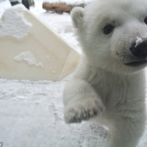 Sumpah Comel! Bayi Polar Bear Dipertontonkan Di Zoo Toronto