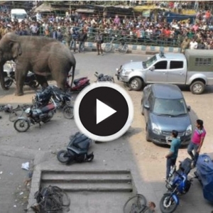 Gajah Liar Mengamuk Di Bandar