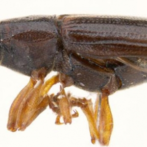 Malaysia Jimat Lebih RM40 bilion Atas Bantuan Kumbang Ini