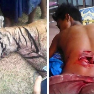 PERHILITAN Nafi Viral Lelaki Diserang Harimau