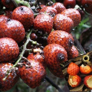 20 Buah Yang Jarang Jumpa, Makan Masa Kecil