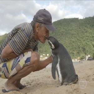 Aneh Tapi Benar: Penguin Lawat Penyelamatnya Setiap Tahun!