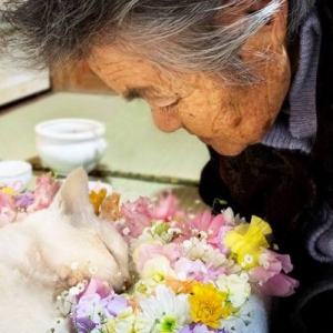 Kucing Lain Warna Mata Belaan Nenek Ini Mati. Fukumaru Dalam Ingatan