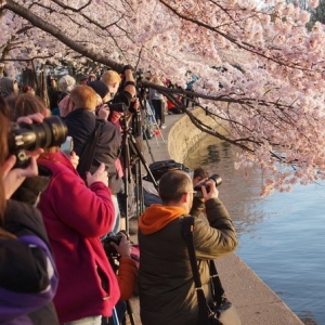 Limpahan Bunga Sakura Di Washington, Menggamit Sungguh!