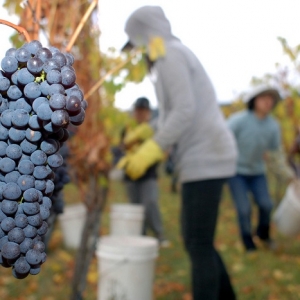 Kata Sahaja Kutip Anggur Di Australia Lumayan Tetapi... Baca Kisah Ini
