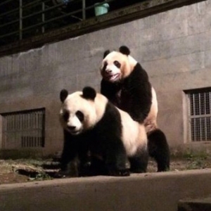 Video Mengawan Panda Wu Gang dan Cui Cui Laris Ditonton