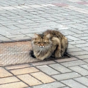 Sebak!Kucing Ditinggal Di Jalan Tak Mahu Berganjak Walau Setahun Ditinggalkan