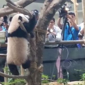 Jom Bawa Anak Temui 'Nuan Nuan' Si Panda Di Zoo Negara