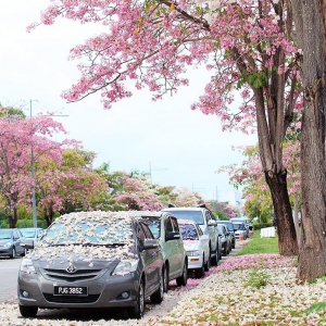 Deretan Bunga Sakura Sepanjang Jalan Di UMS Jadi Tumpuan