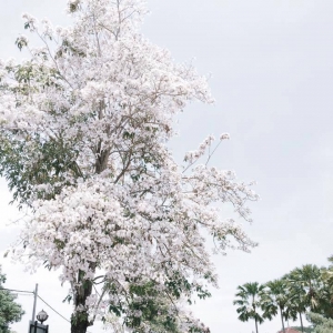 Bolehlah Fefeling Bagai Bercuti Ke Jepun Bila Bunga Sakura Merimbun Di Kedah