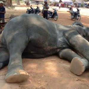 Gajah Membawa Pelancong Mati Akibat Cuaca Terlalu Panas