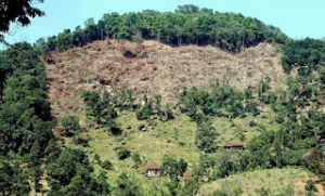 Hutan Berdekatan Teluk Bahang Habis Digondol Untuk Pembangunan