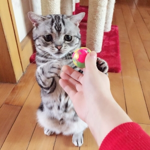 Comel Sangat Dengan Wajah Sedih! Si Meow Luhu Popular Di Instagram