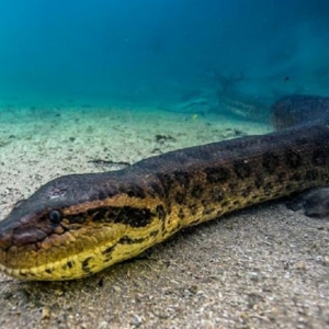 Penyelam Terserempak Anaconda Sebesar Batang Pokok Kelapa Dalam Gua Bawah Laut