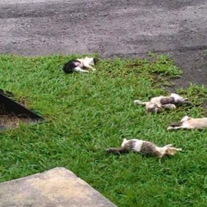 Kisah Sebenar Disebalik Kes "Kucing Diracun" Di UTM Jalan Semarak