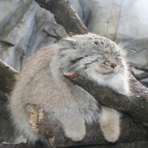 Comel Tapi Liar! 11 Spesis Kucing Hutan Ini Ada Kelebihan Tersendiri