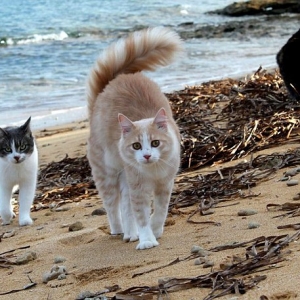 Bercanda Dengan Puluhan Kucing Di Tepi Pantai Sardinia