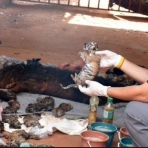 40 Bangkai Anak Harimau Dijumpai Dalam 'Tiger Temple' Di Thailand