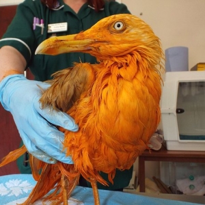 Jatuh Dalam Tong Rempah Kari, Burung Camar Bertukar Warna Oren