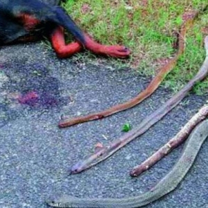 Anjing Mati Selepas Bunuh 4 Ekor Ular Tedung Demi Lindungi Tuannya
