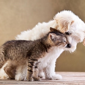 Kucing, Anjing Bukanlah Haiwan Peliharaan Terbaik, Sebaliknya..