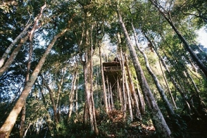 Rasai Suasana Semula Jadi Di Terra Tree House, Cameron Highland