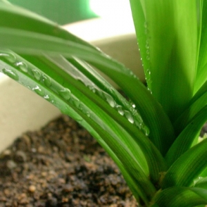 Tak Rugi Tanam Pokok Daun Pandan Sendiri, Tapi Kenapa?