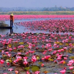 Terokai Keindahan Tasik Chini Yang Penuh Lagenda