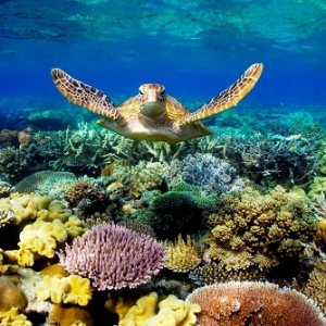 Great Barrier Reef, Syurga Pencinta Hidupan Laut