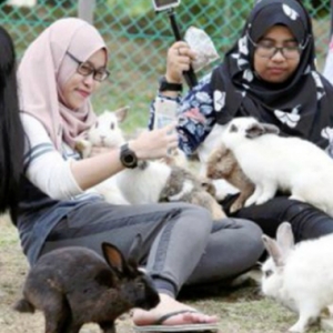 Jom! Terbang Ke Sabah, Bermain Ratusan Arnab Di  Kampung Purakagis