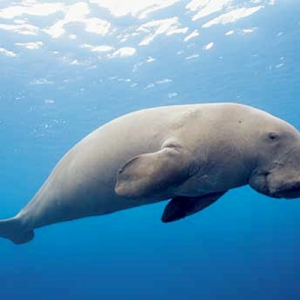 Tinggal 100 Ekor Sahaja, Dugong Di Malaysia Hadapi Ancaman Pupus