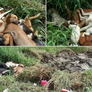 Cekik Sampai Mati, Kaedah Baru Bunuh Anjing Liar Di Kuala Selangor?