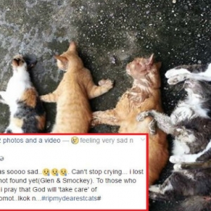 Sadis, Video Kucing Diracun Ini Undang Simpati Netizen