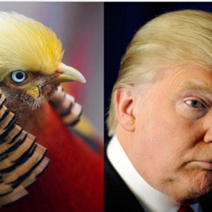 Burung Bergaya Rambut Mirip Donald Trump Menarik Perhatian
