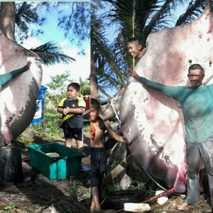 Nelayan Tertangkap Ikan Pari Gergasi Seberat 300 Kilogram