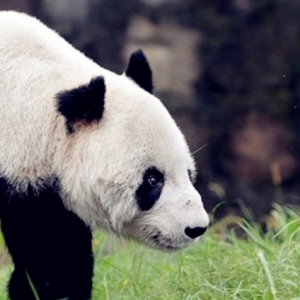 Selamat Tinggal Pan Pan, Panda Jantan Tertua Di Dunia