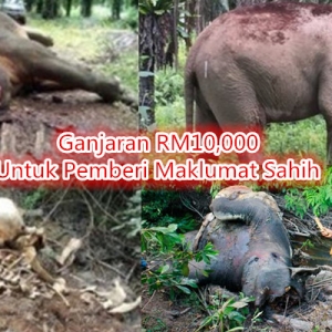 Bunuh Gajah Liar, Ganjaran RM10,000 Untuk Pemberi Maklumat Sahih