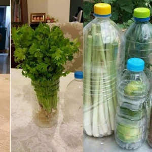 Tip Simpan Sayur Agar Tahan Lebih Lama, Hanya Guna Botol Air Minuman Terpakai