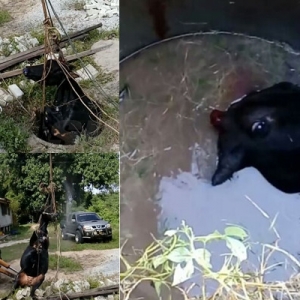 Lembu Disangka Kena Kebas, Rupanya Jatuh Dalam Lubang Kumbahan