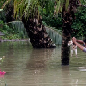 Kucing Terperangkap Dalam Banjir Tular Di Laman Sosial