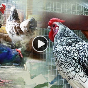 Raikan Tahun Ayam Di Farm In The City, Lebih 20 Jenis Ayam Dari Seluruh Dunia