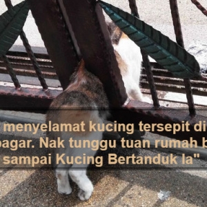 Nyaris Saja Maut, Namun Penduduk Sepakat Selamatkan Kucing Tersepit Sentuh Hati Netizen