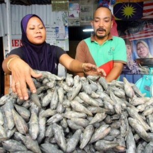 Musim Mentarang Bagaikan Pesta Bagi Penduduk Simpang Empat