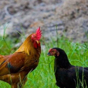 Berniaga Dalam Keresahan, Peniaga Risau Ayam  Kena Curi