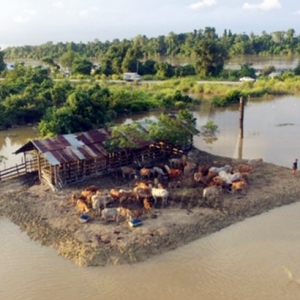 Tular Lembu Kebuluran Akibat Banjir, Veterinar Tampil Beri Penjelasan